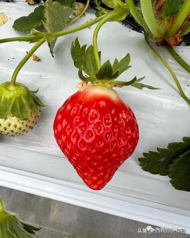 中国草莓十大品种2026年本年度热度口碑双榜对比