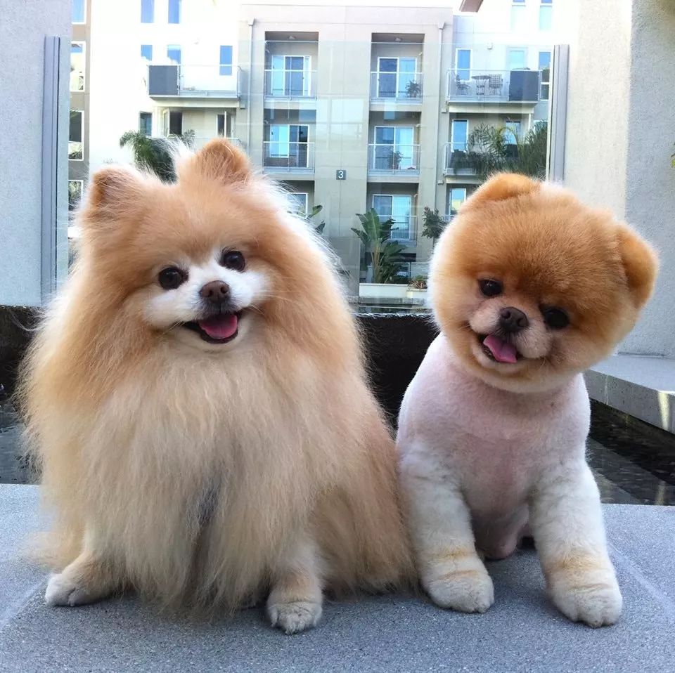 世界上最可爱的十大小型犬2026年本年度热度口碑双榜对比