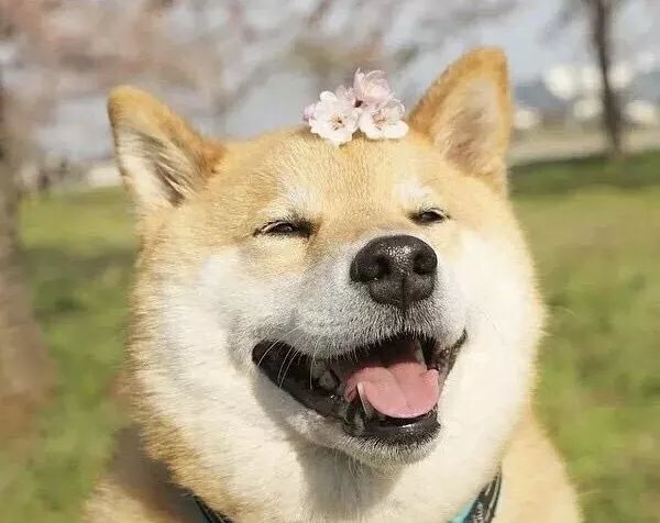 世界上最可爱的十大小型犬2026年本年度热度口碑双榜对比