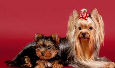 世界上体味最重的十种狗狗2026年本年度热度口碑双榜对比 世界上体味最重的十种狗狗2026年本年度热度口碑双榜对比