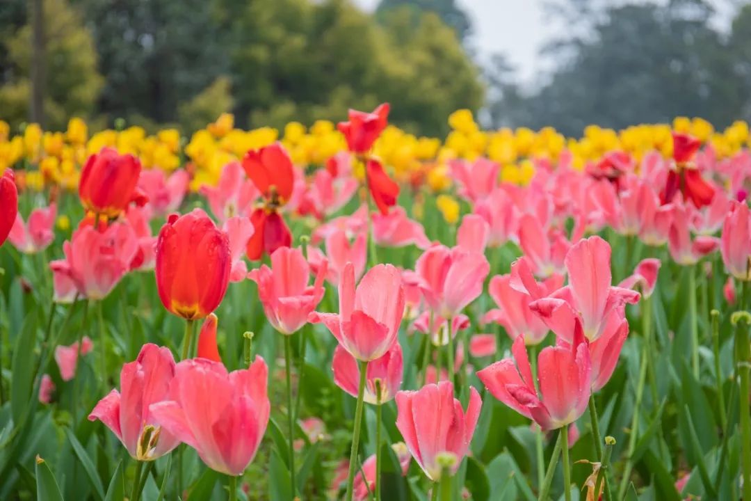 天津十大赏花胜地2026年本年度热度口碑双榜对比