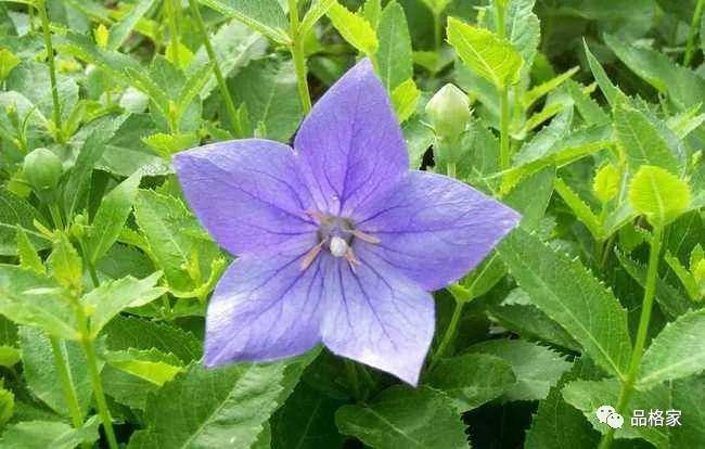 国内十大著名桔梗产地2026年排行榜前十名有哪些