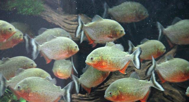 世界十大养不死的热带鱼2026年本年度热度口碑双榜对比 世界十大养不死的热带鱼2026年本年度热度口碑双榜对比