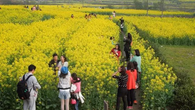 长沙十大赏油菜花好去处2026年本年度热度口碑双榜对比
