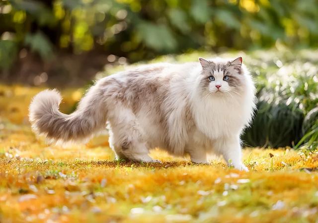 十大国产宠物猫盘点2026年本年度热度口碑双榜对比