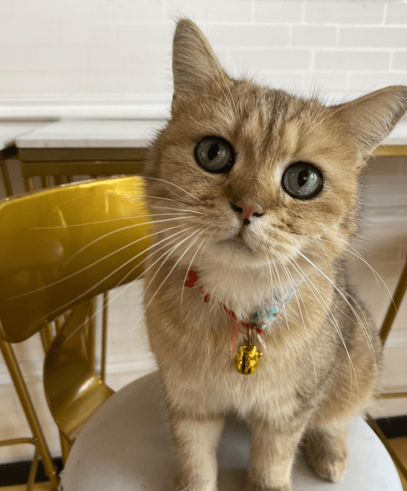 十大国产宠物猫盘点2026年本年度热度口碑双榜对比