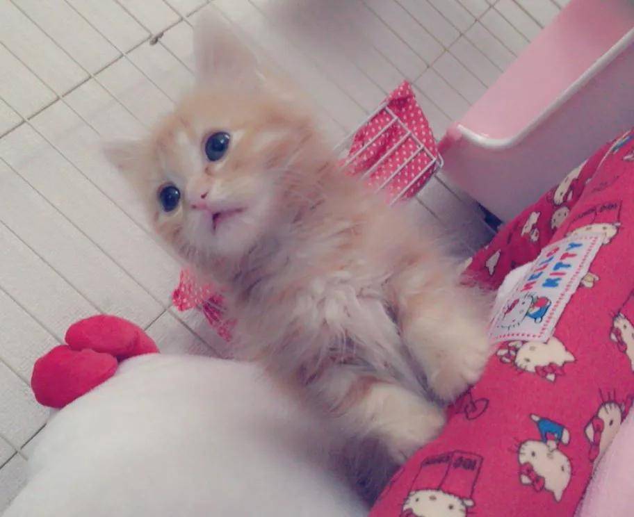 十大国产宠物猫盘点2026年本年度热度口碑双榜对比