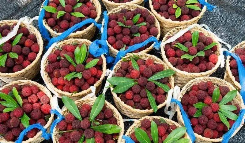 全国十大杨梅产地2026年本年度热度口碑双榜对比 全国十大杨梅产地2026年本年度热度口碑双榜对比