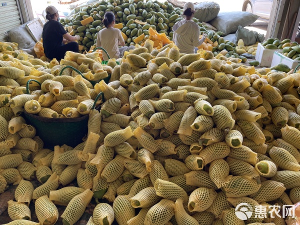 全国十大木瓜产地2026年本年度热度口碑双榜对比