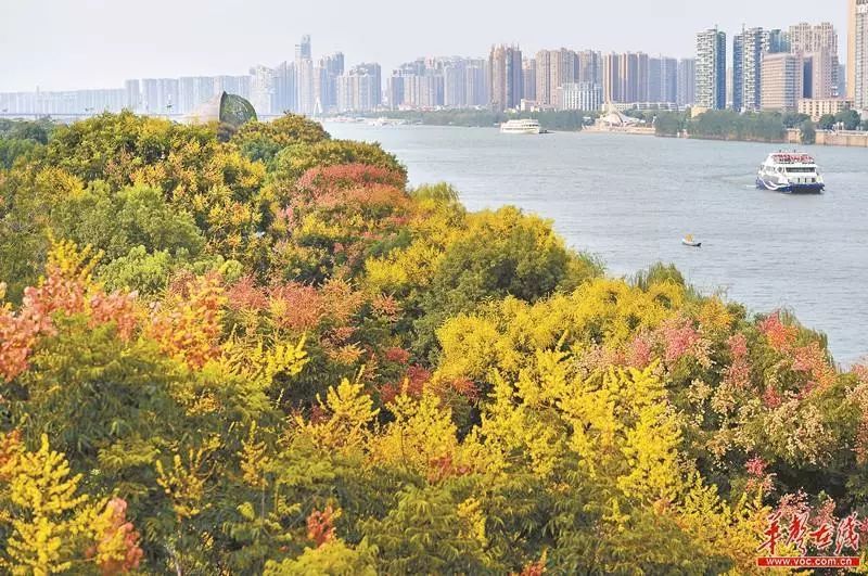 长沙十大赏红叶好地方2026年本年度热度口碑双榜对比