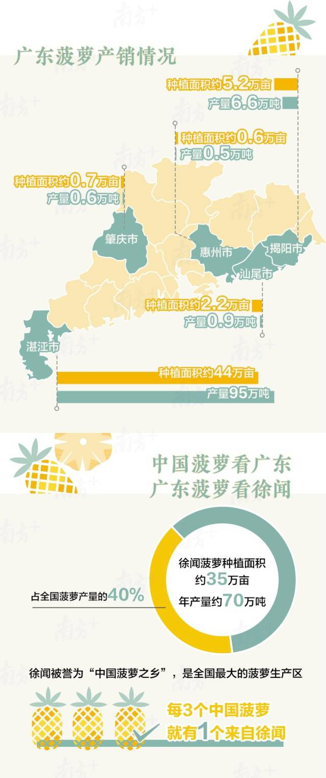 全国十大菠萝产地2026年本年度热度口碑双榜对比