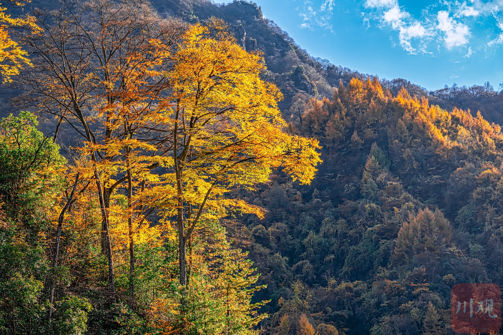 四川十大赏红叶好去处2026年本年度热度口碑双榜对比