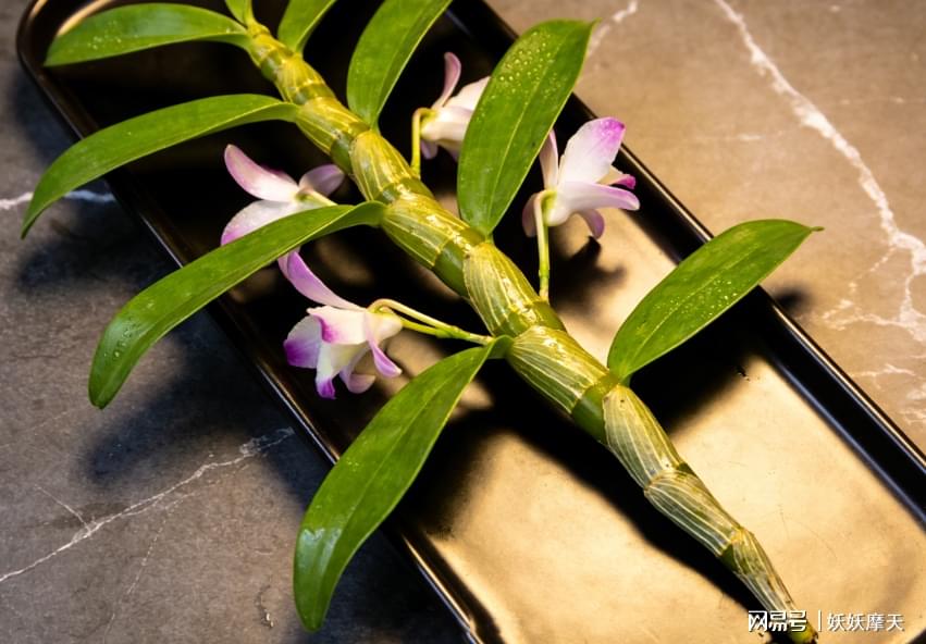 十大铁皮石斛产地2026年本年度热度口碑双榜对比 十大铁皮石斛产地2026年本年度热度口碑双榜对比