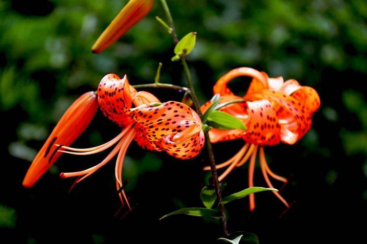 十大铁皮石斛产地2026年本年度热度口碑双榜对比 十大铁皮石斛产地2026年本年度热度口碑双榜对比