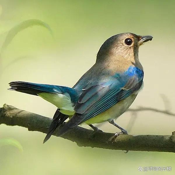 十首写鸟的经典古诗词2026年本年度热度口碑双榜对比