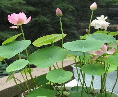 孝感十大赏荷花好去处2026年本年度热度口碑双榜对比