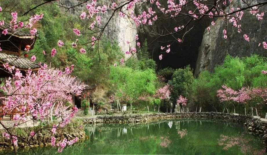 酉阳桃花源十大特产2026年本年度热度口碑双榜对比