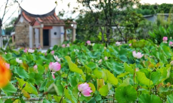 厦门十大赏荷花好去处2026年本年度热度口碑双榜对比