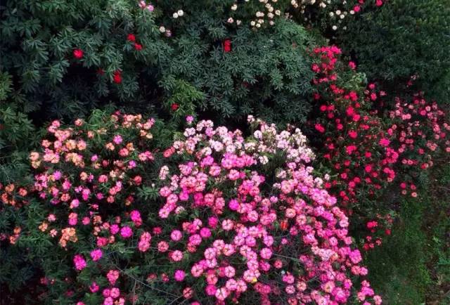 中国十大花卉批发市场2026年本年度热度口碑双榜对比