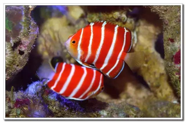 世界十大最贵的观赏鱼2026年本年度热度口碑双榜对比