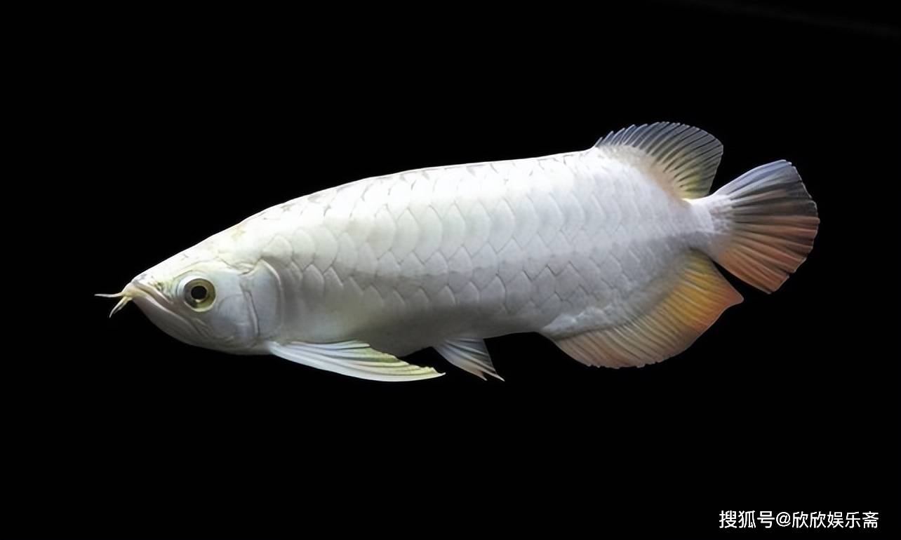 世界十大最贵的观赏鱼2026年本年度热度口碑双榜对比