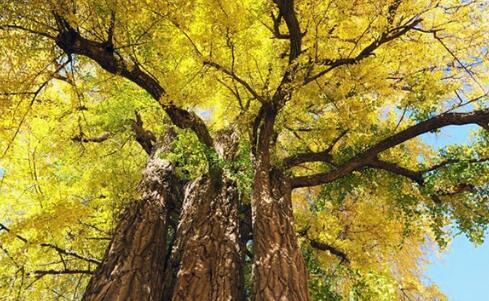 中国十大最美的树2026年本年度热度口碑双榜对比