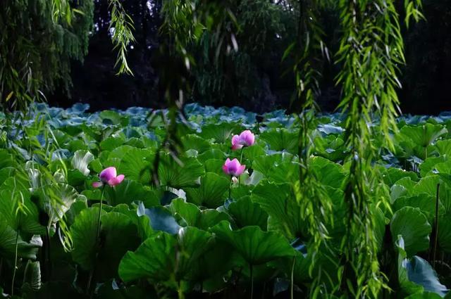 成都十大赏荷花景点2026年本年度热度口碑双榜对比 成都十大赏荷花景点2026年本年度热度口碑双榜对比