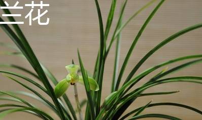 兰花十大品种2026年本年度热度口碑双榜对比