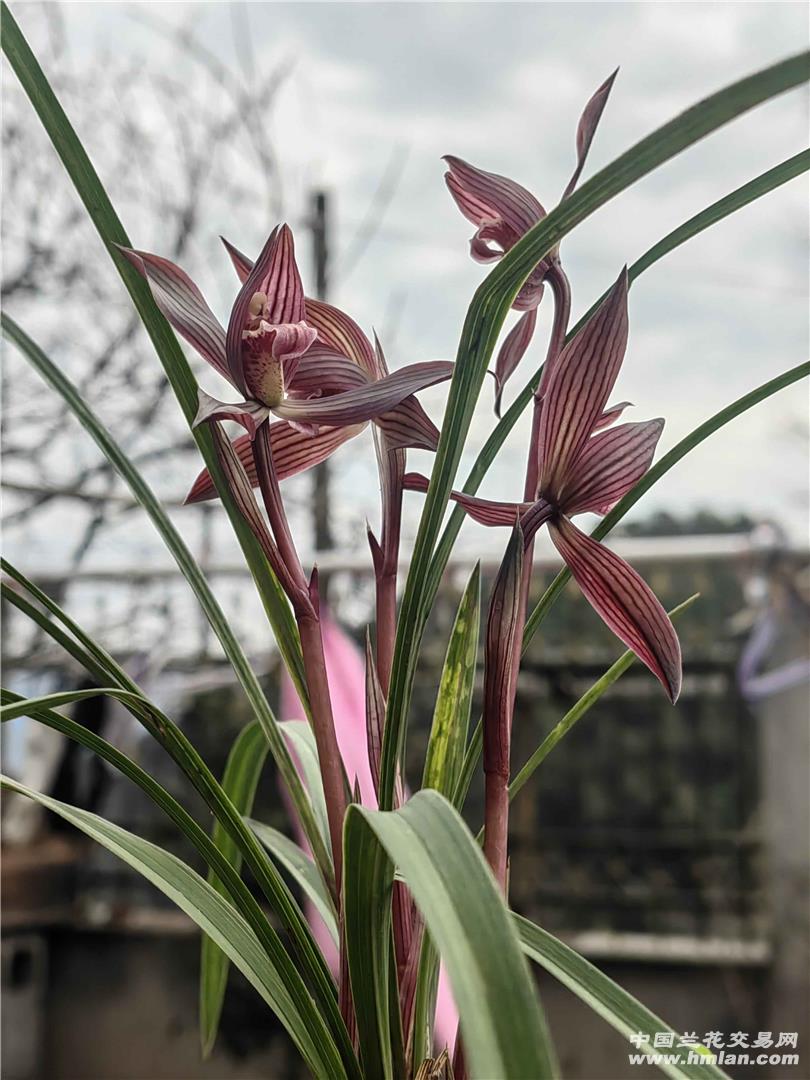 兰花十大品种2026年本年度热度口碑双榜对比