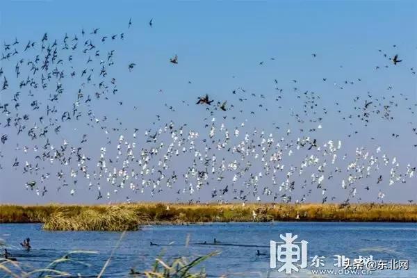 黑龙江十大观鸟地2026年本年度热度口碑双榜对比