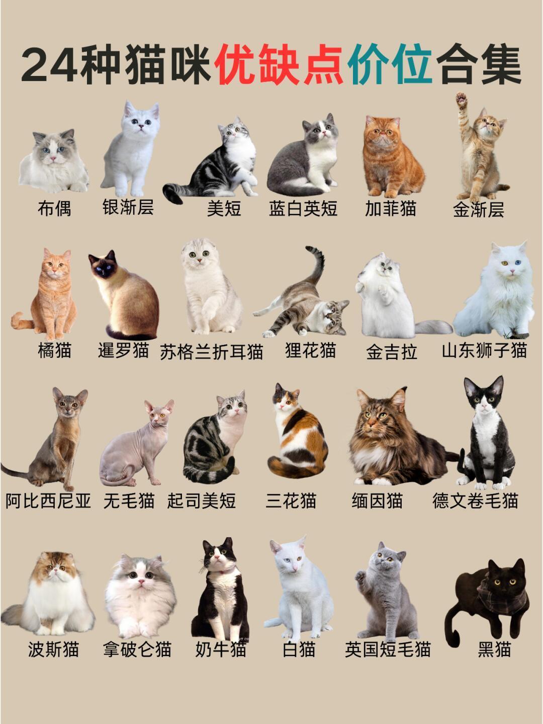世界十大最聪明的宠物猫2026年本年度热度口碑双榜对比 世界十大最聪明的宠物猫2026年本年度热度口碑双榜对比