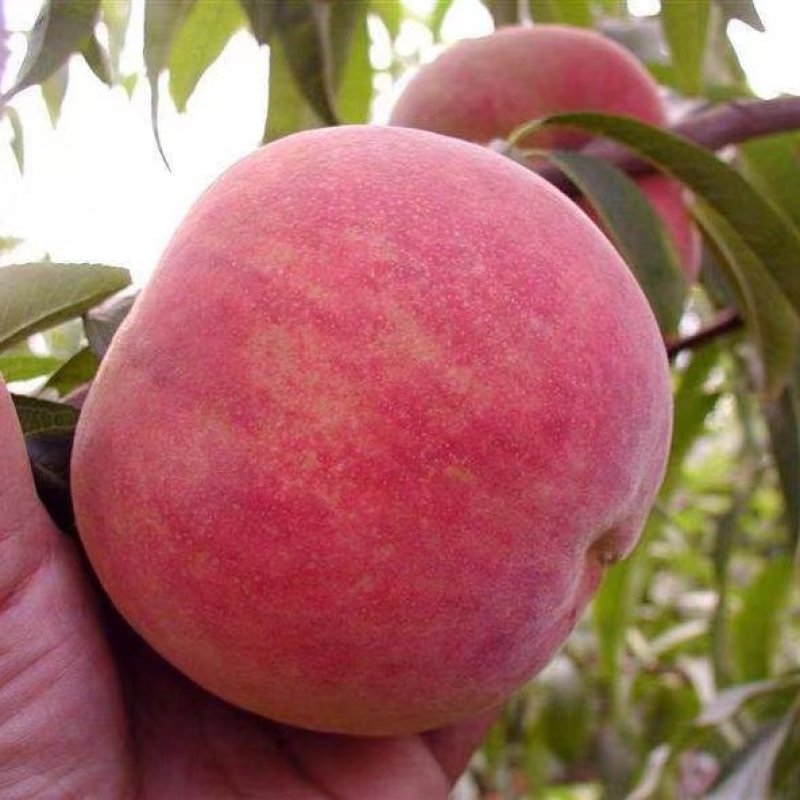 毛桃十大品种2026年本年度热度口碑双榜对比