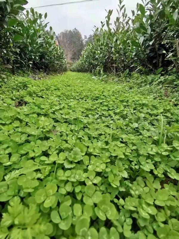 贵州十大绿茶2026年本年度热度口碑双榜对比