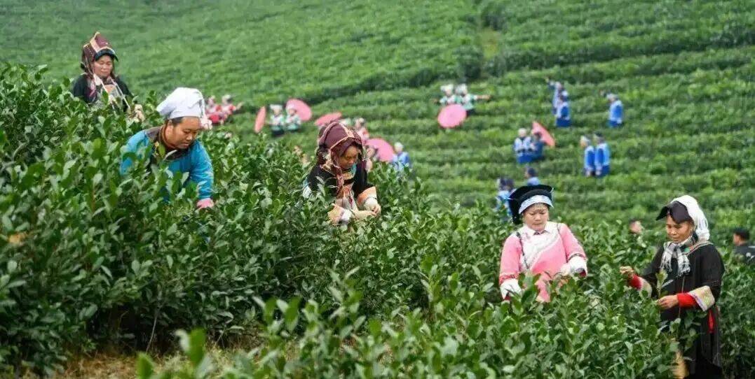 贵州十大绿茶2026年本年度热度口碑双榜对比