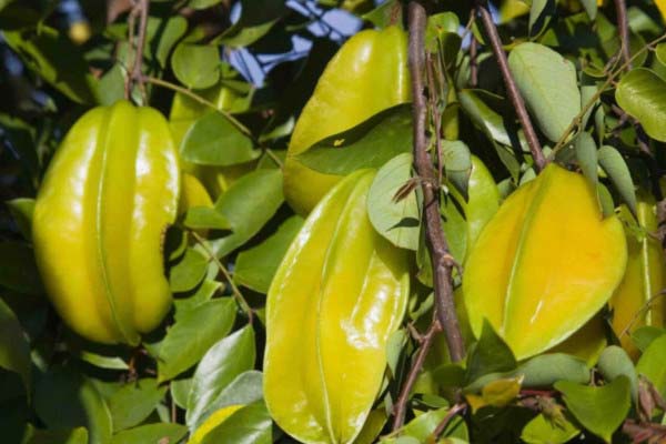 杨桃十大品种2026年本年度热度口碑双榜对比