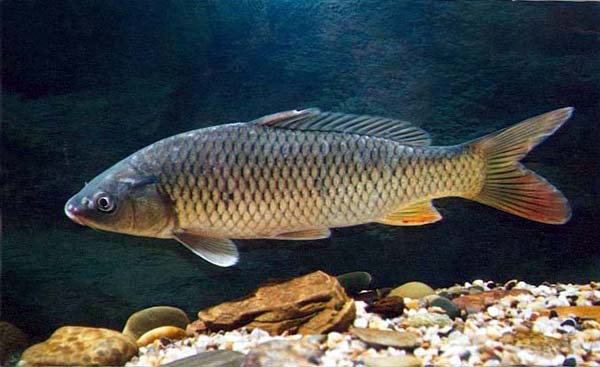 世界十大最毒鱼类2026年本年度热度口碑双榜对比