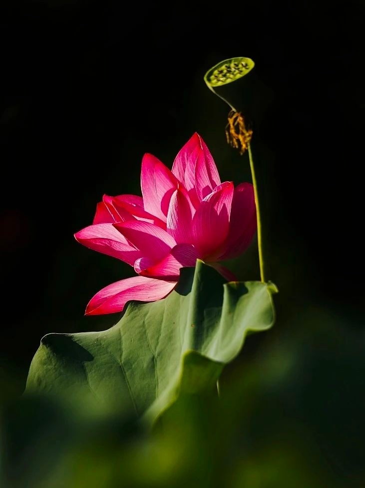 北京十大赏荷花好去处2026年本年度热度口碑双榜对比