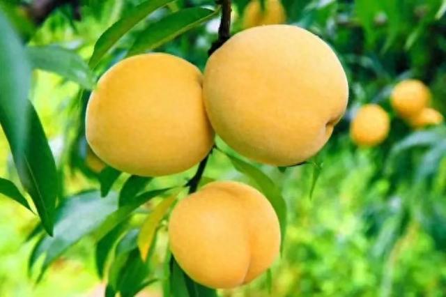 全国十大黄桃产地2026年本年度热度口碑双榜对比