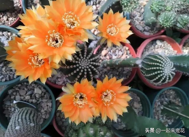 十大好看的仙人球品种2026年本年度热度口碑双榜对比