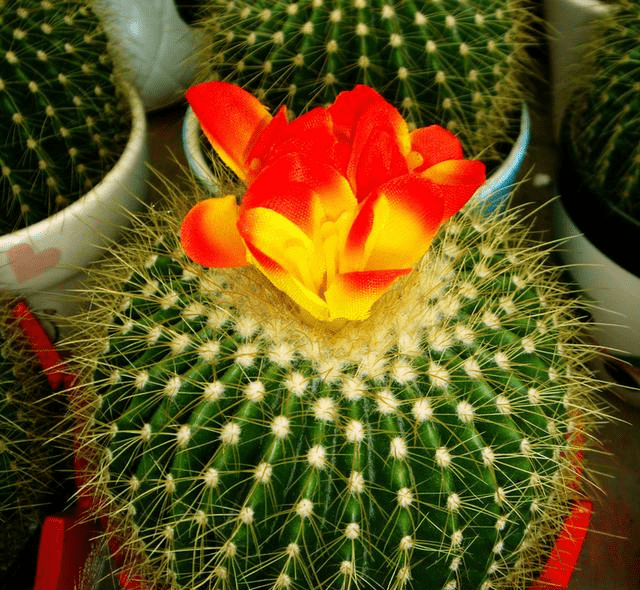 十大好看的仙人球品种2026年本年度热度口碑双榜对比