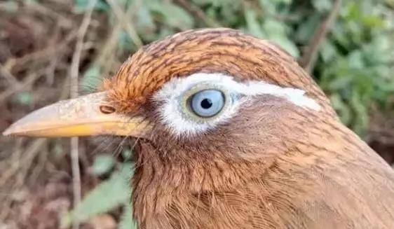 十大值得又好养的宠物鸟2026年本年度热度口碑双榜对比