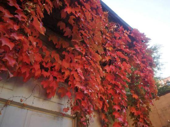 黑龙江十大赏红叶好去处2026年本年度热度口碑双榜对比