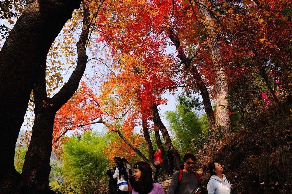 浙江十大赏红叶好去处2026年本年度热度口碑双榜对比