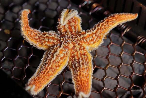 十大最可爱的海星品种2026年本年度热度口碑双榜对比