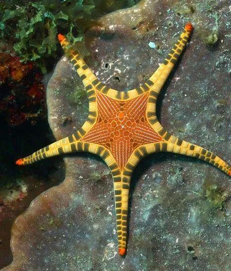 十大最可爱的海星品种2026年本年度热度口碑双榜对比