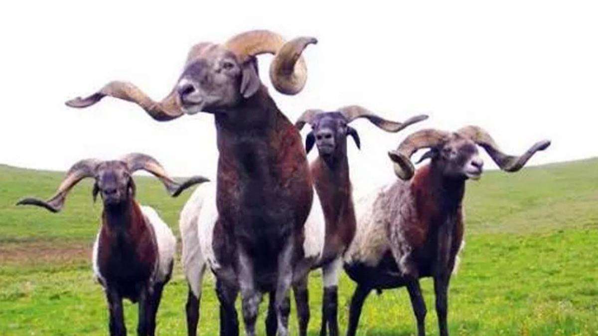 中国古代十大恶人2026年本年度热度口碑双榜对比