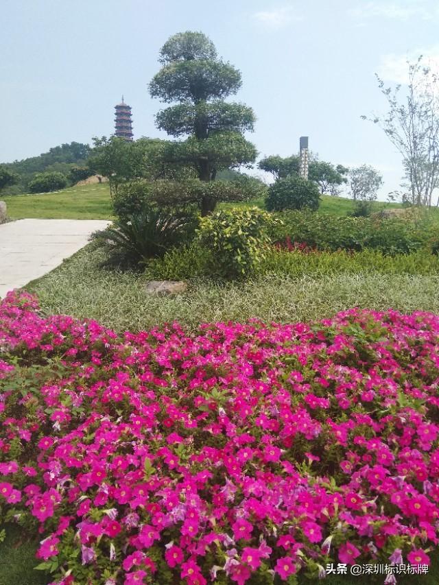 深圳十大适合放风筝的地方2026年本年度热度口碑双榜对比