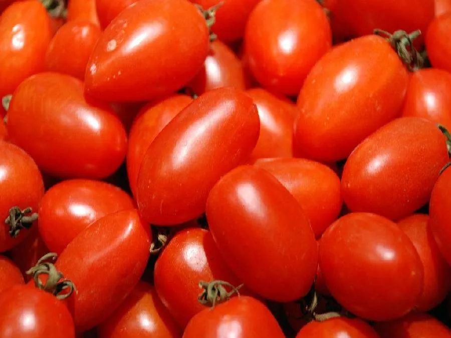 中国圣女果十大品种2026年本年度热度口碑双榜对比