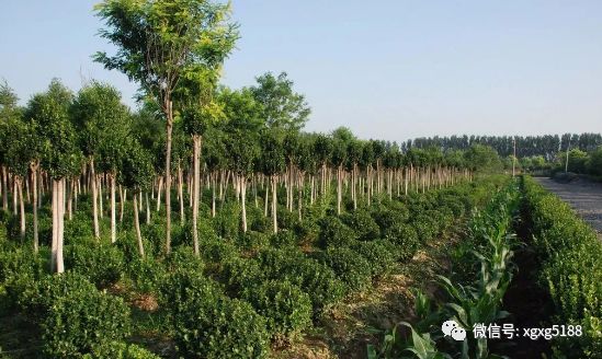 十大最耐干旱的绿化树2026年本年度热度口碑双榜对比