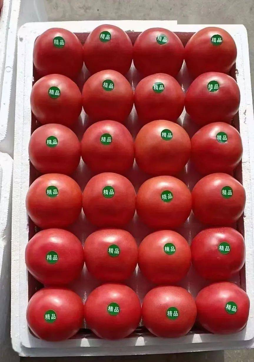 全国十大番茄产地2026年本年度热度口碑双榜对比